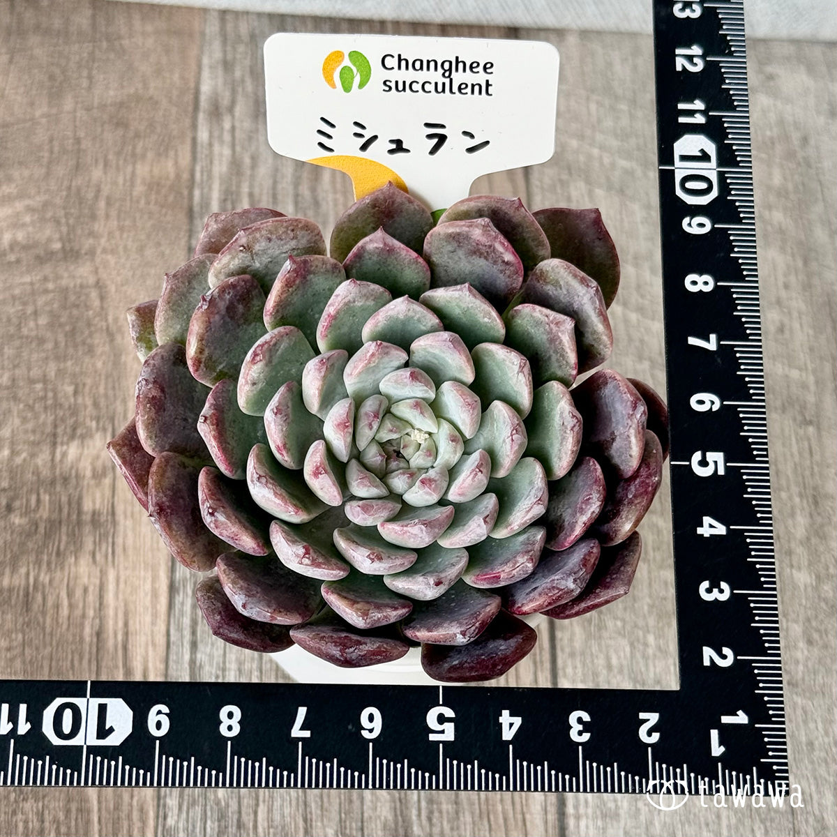 New Arrivals: Ice Green