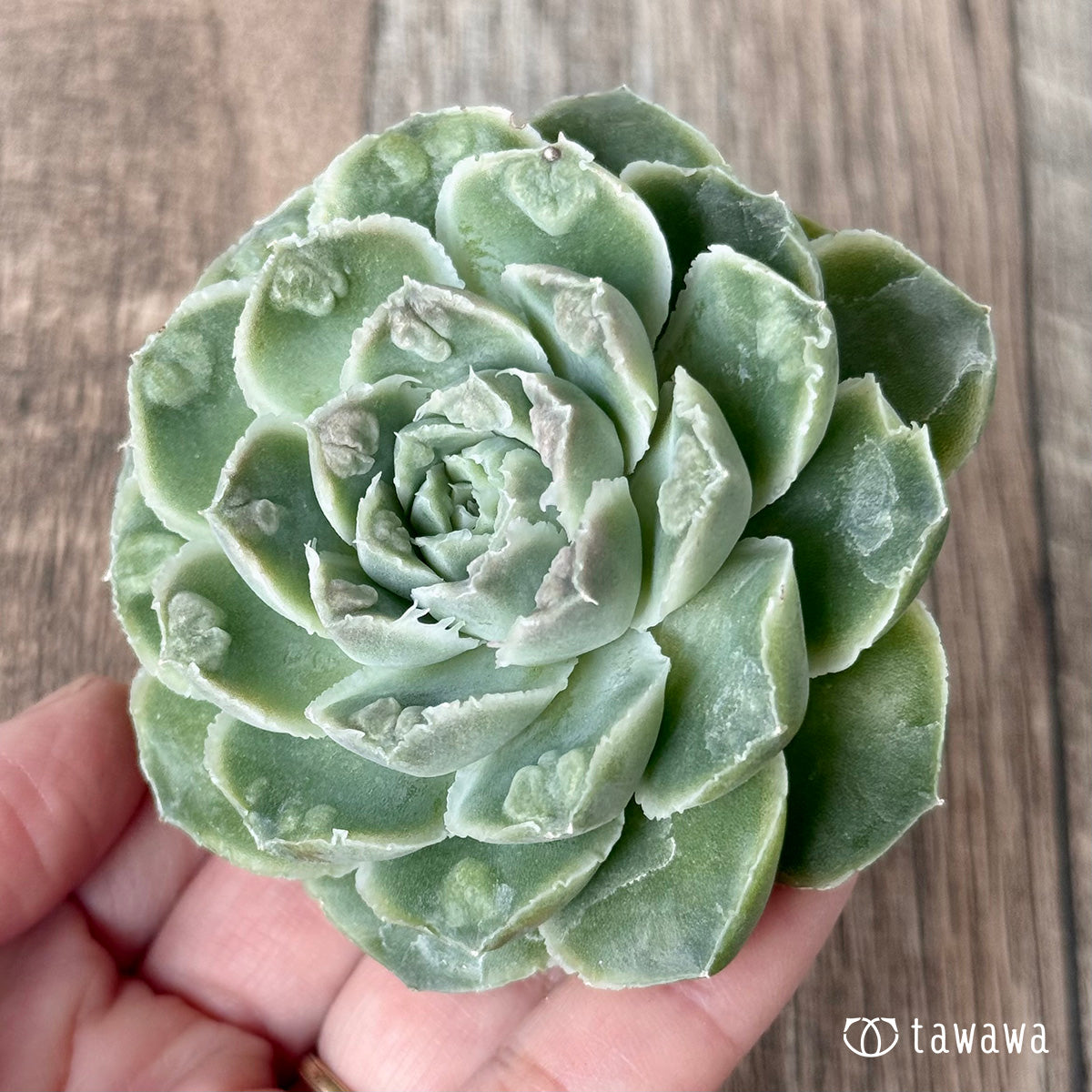 *新入荷* エンジェルデュー(チャンヒー農園苗)