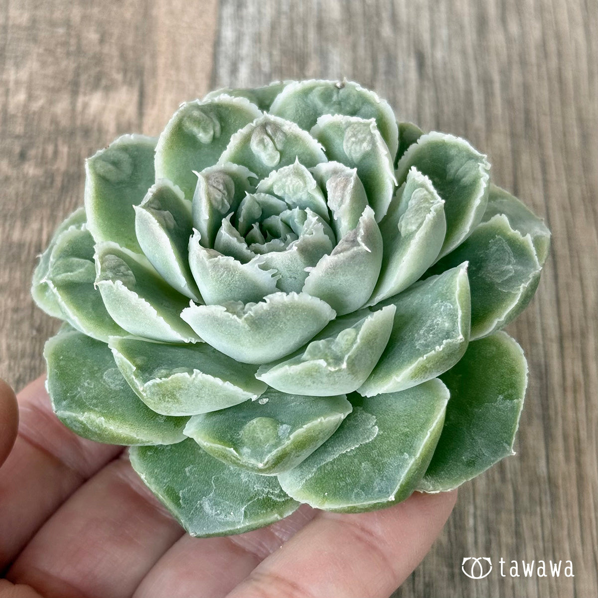 *新入荷* エンジェルデュー(チャンヒー農園苗)