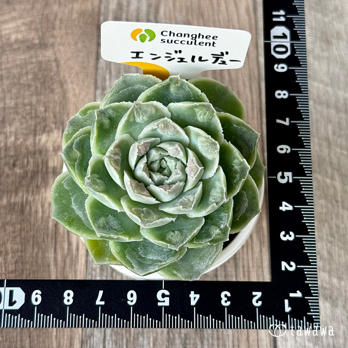 *新入荷* エンジェルデュー(チャンヒー農園苗)