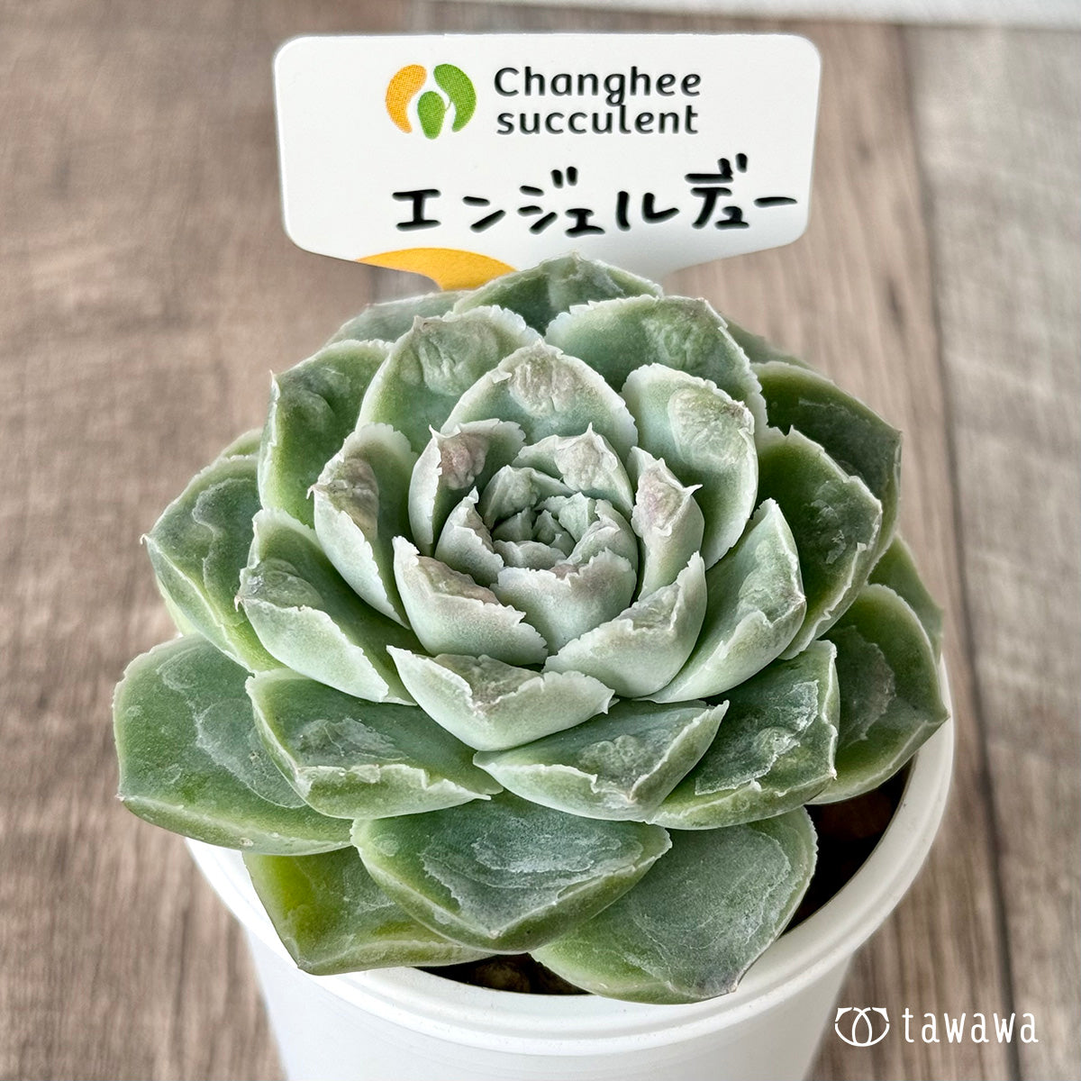 *新入荷* エンジェルデュー(チャンヒー農園苗)