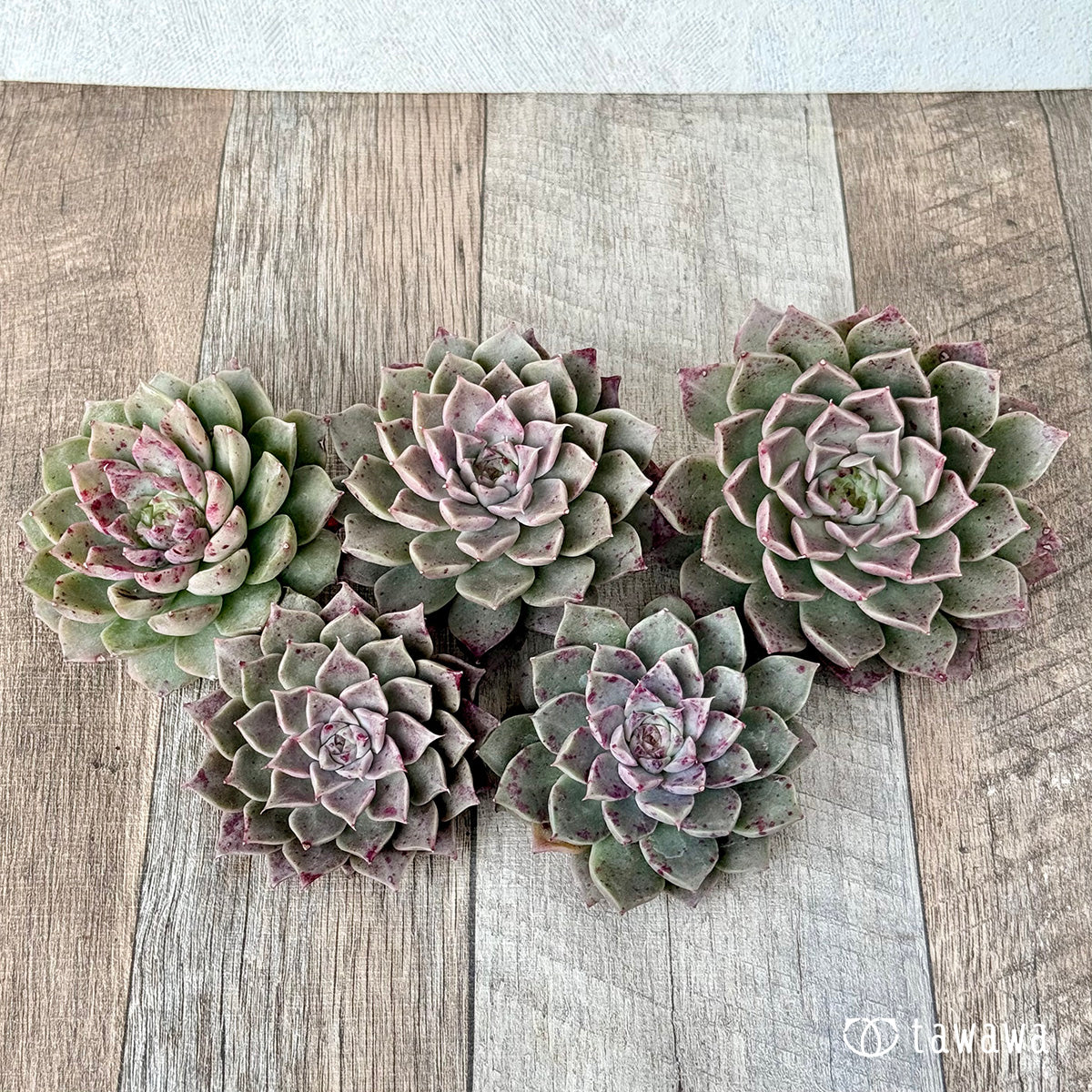 *新入荷* ドットライン(チャンヒー農園苗)