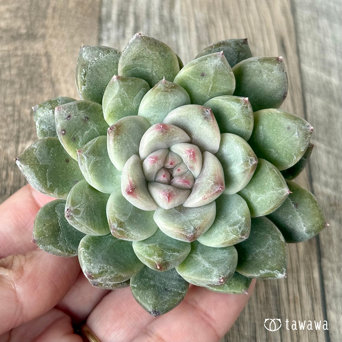 *新入荷* ムジ【単頭】(チャンヒー農園苗)