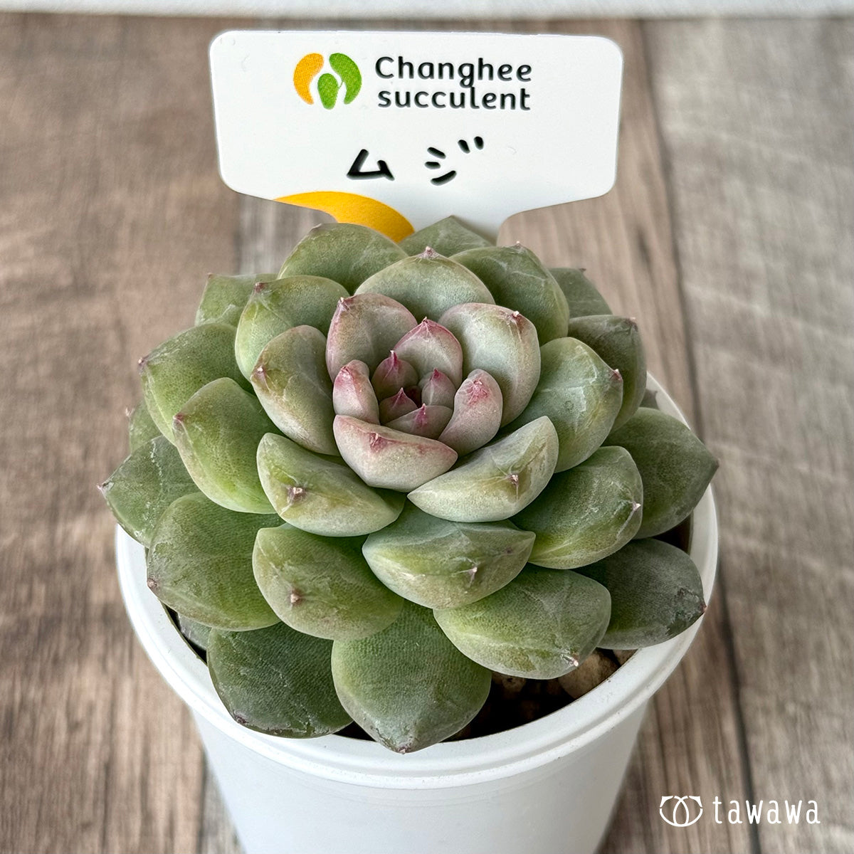 *新入荷* ムジ【単頭】(チャンヒー農園苗)