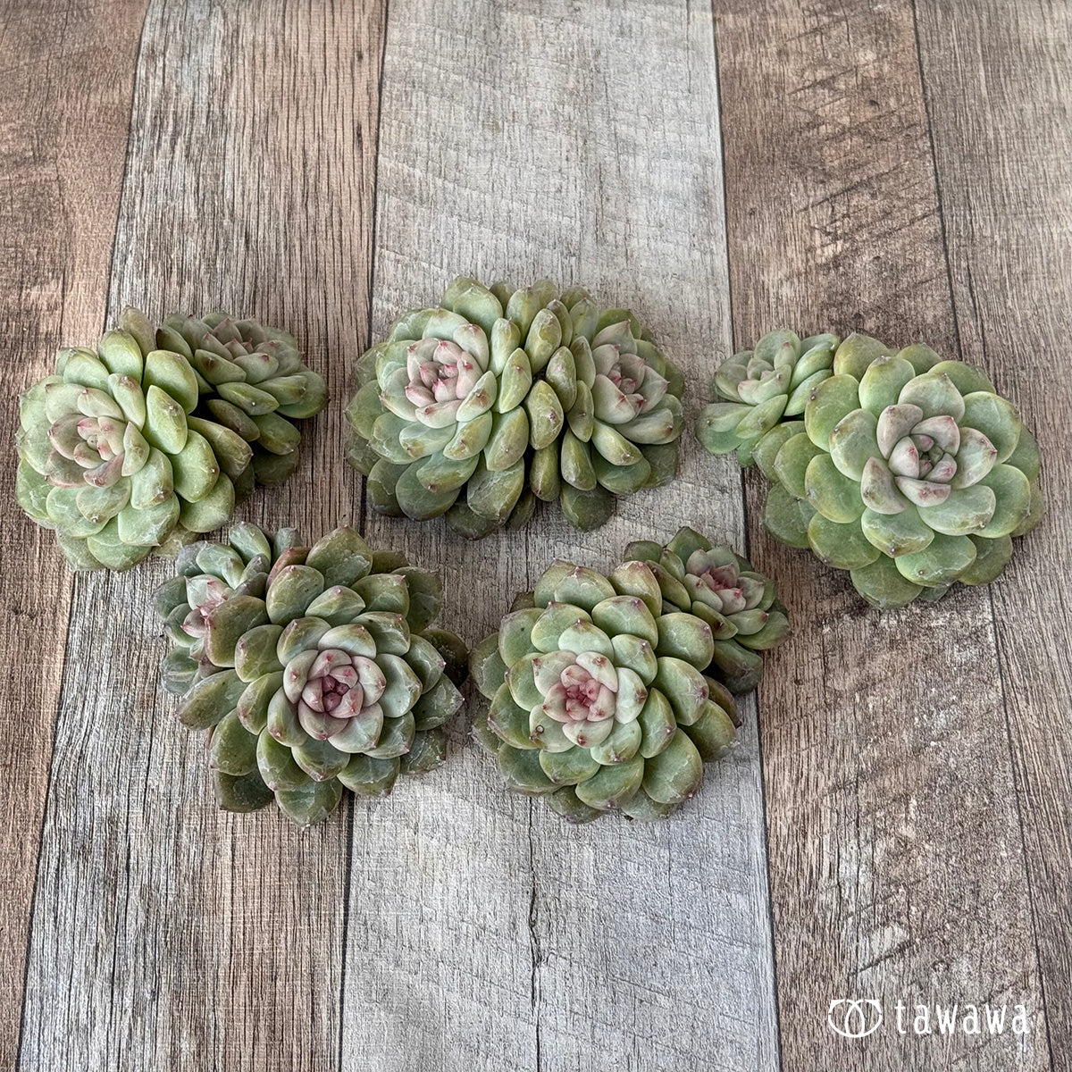 *新入荷* ムジ【双頭】(チャンヒー農園苗)