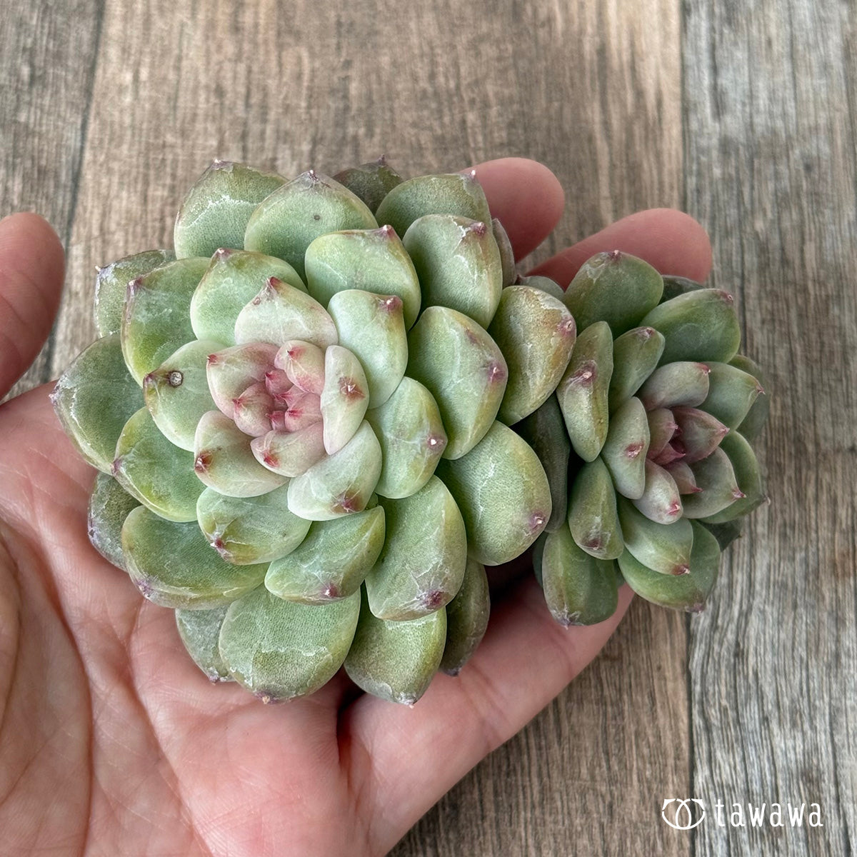 *新入荷* ムジ【双頭】(チャンヒー農園苗)