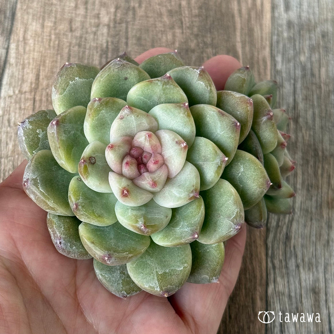 *新入荷* ムジ【双頭】(チャンヒー農園苗)