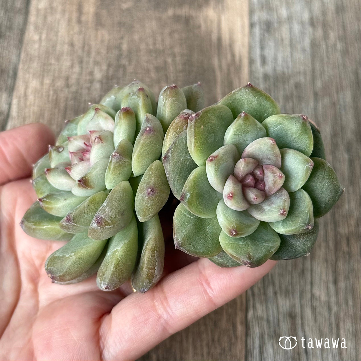 *新入荷* ムジ【双頭】(チャンヒー農園苗)