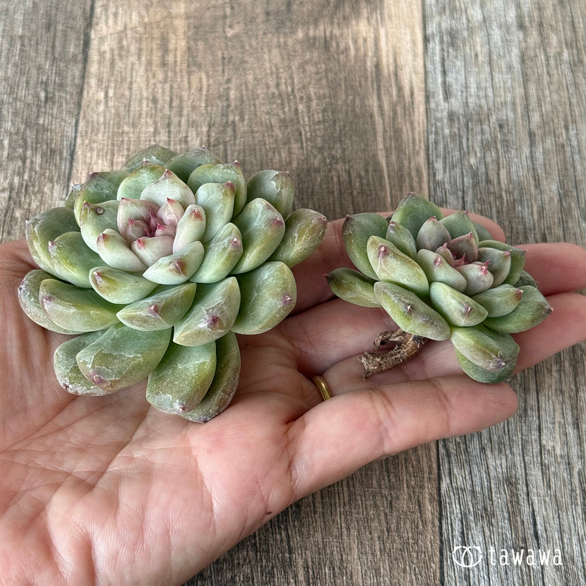 *新入荷* ムジ【双頭】(チャンヒー農園苗)