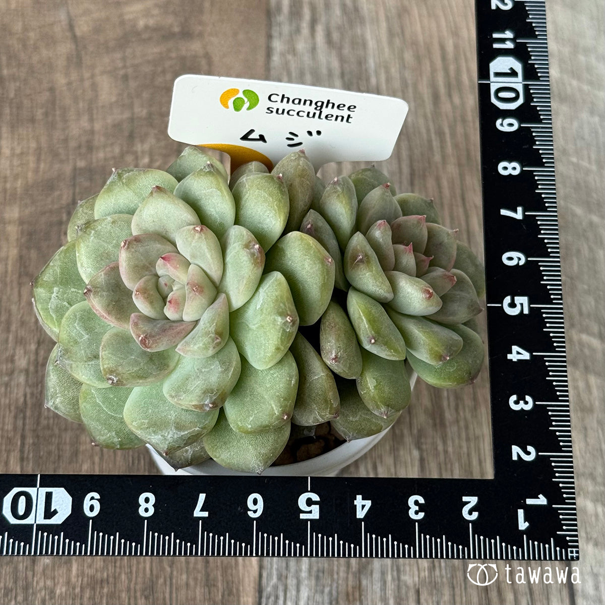 *新入荷* ムジ【双頭】(チャンヒー農園苗)