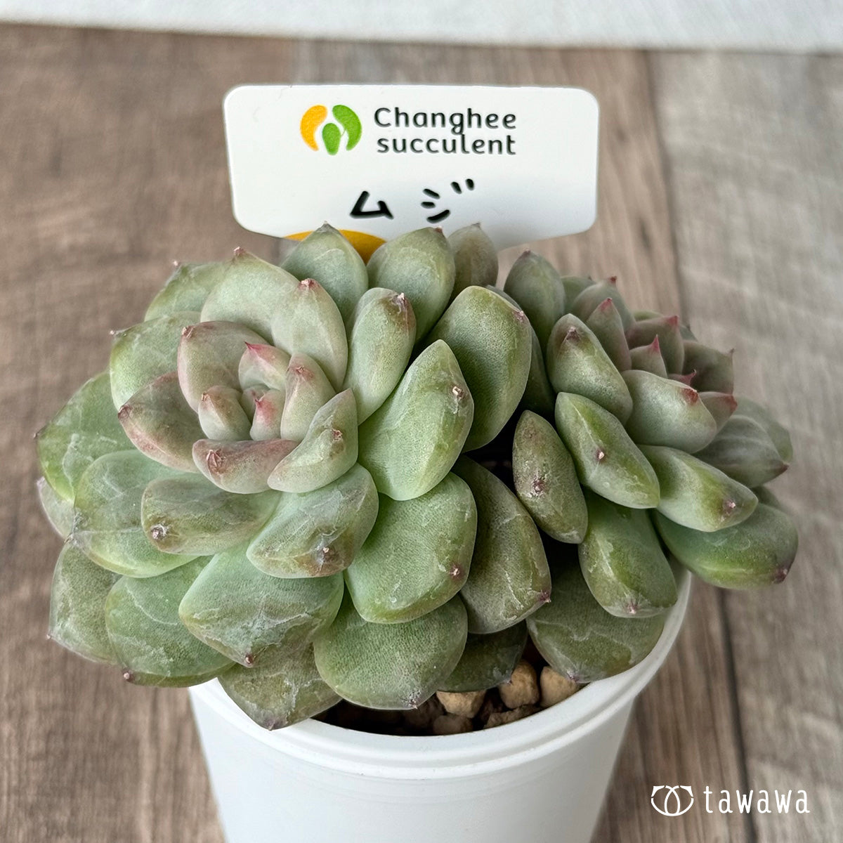 *新入荷* ムジ【双頭】(チャンヒー農園苗)