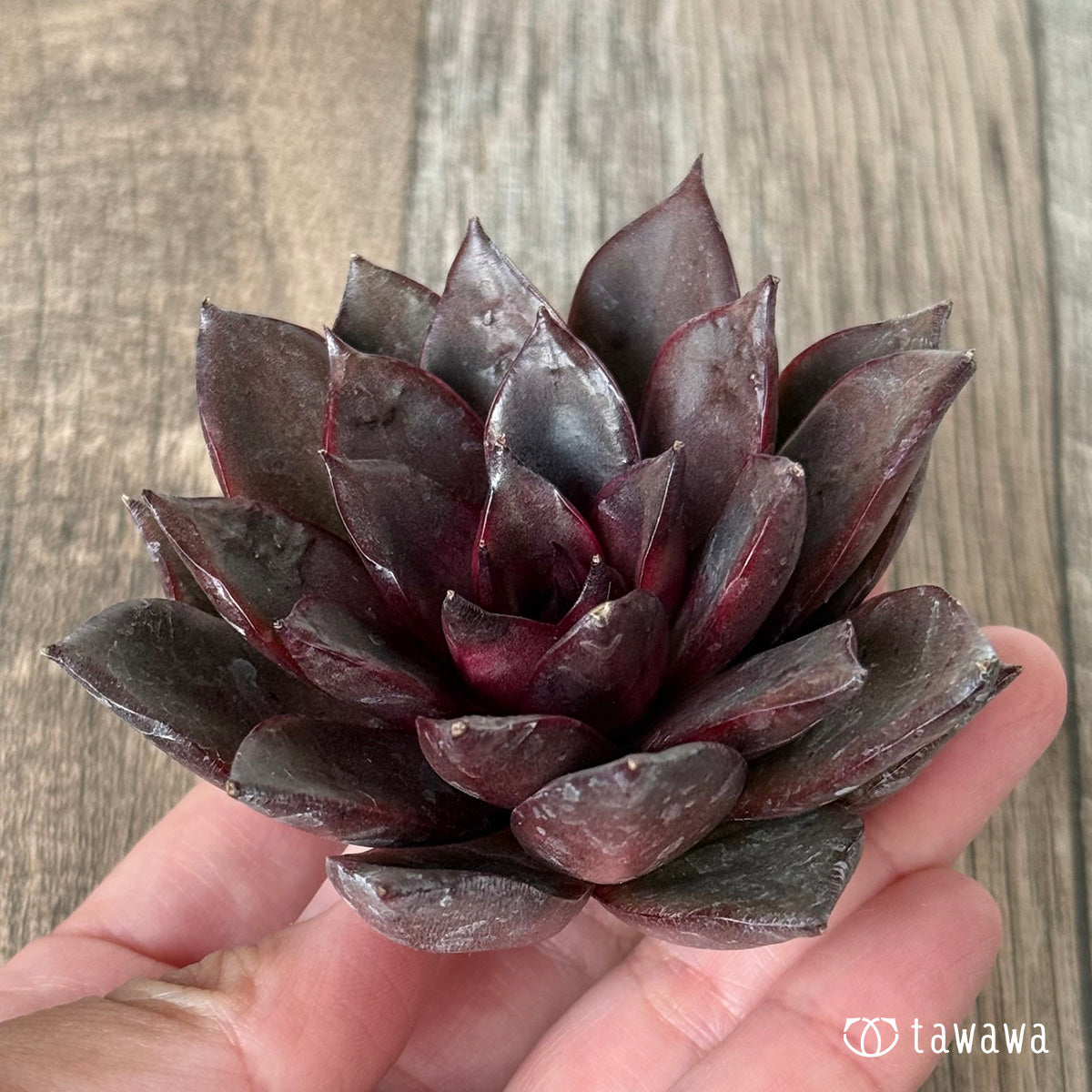 *新入荷* モカ(チャンヒー農園苗)