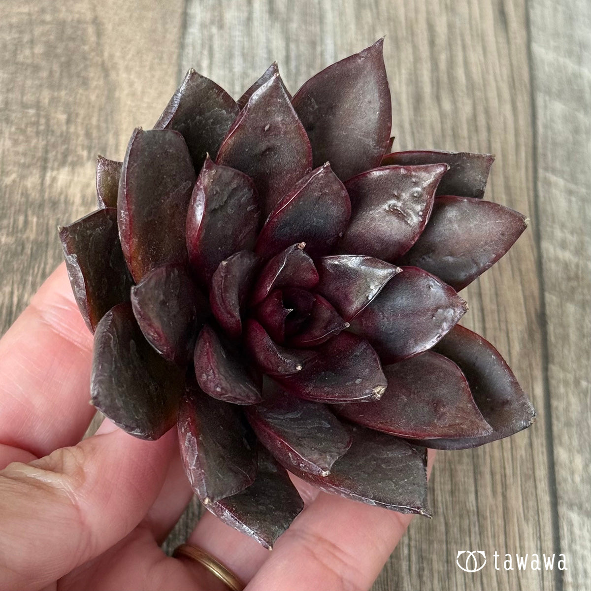 *新入荷* モカ(チャンヒー農園苗)