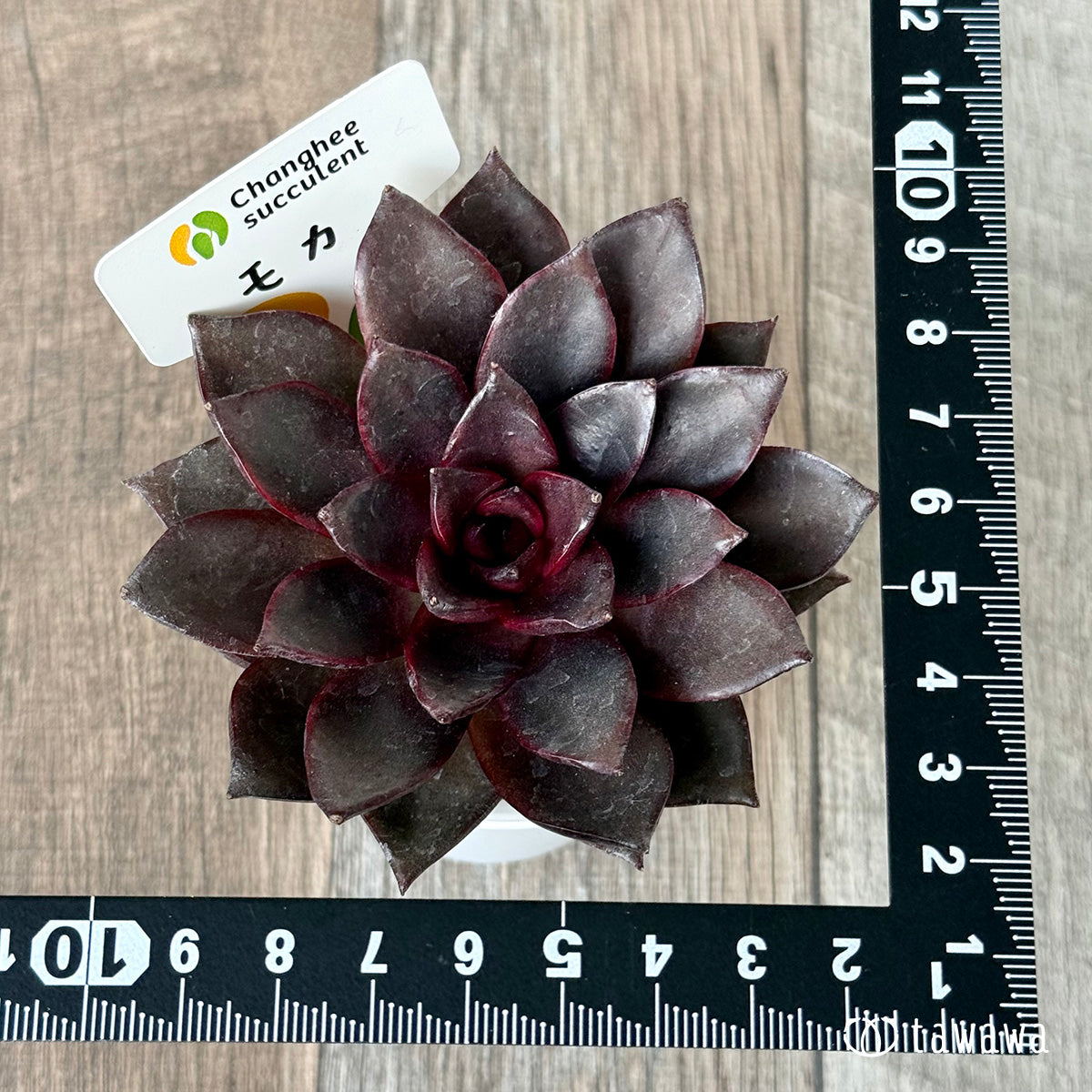 *新入荷* モカ(チャンヒー農園苗)