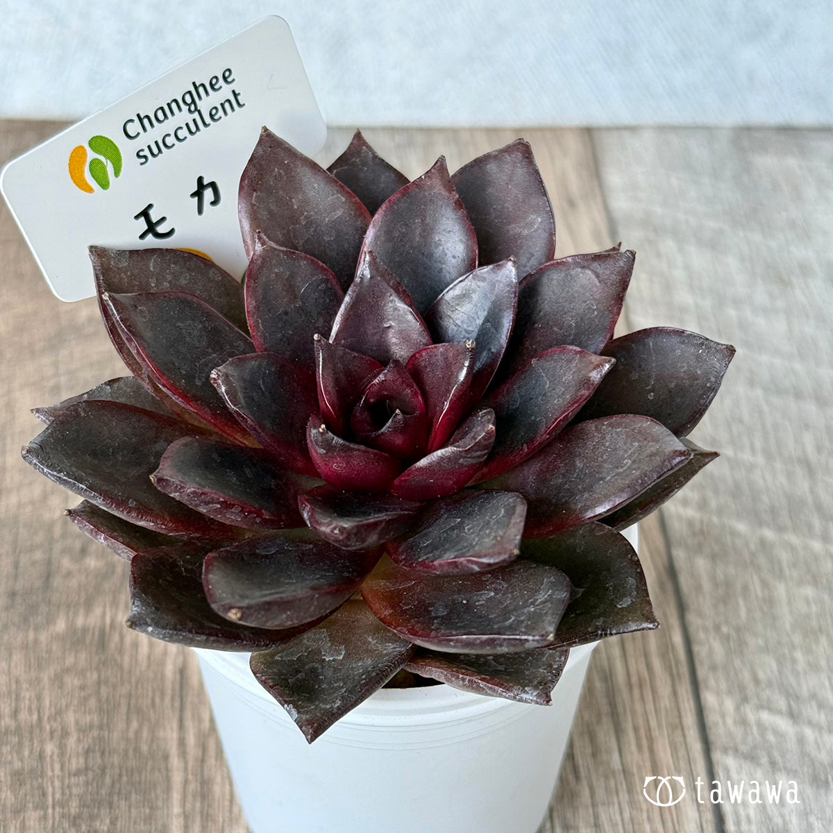 *新入荷* モカ(チャンヒー農園苗)