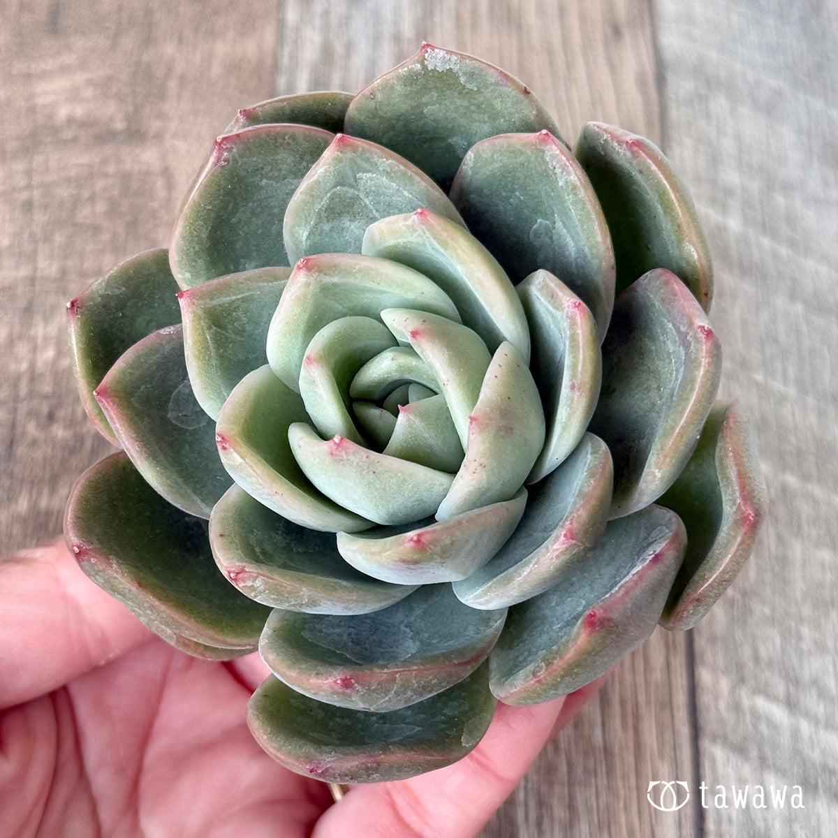 *新入荷* ゴールドウィング(チャンヒー農園苗)