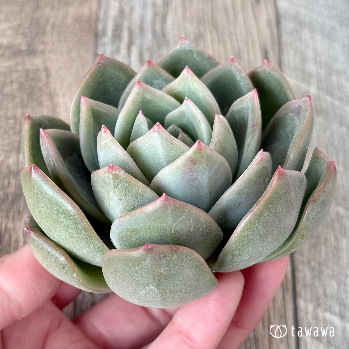 *新入荷* ゴールドウィング(チャンヒー農園苗)