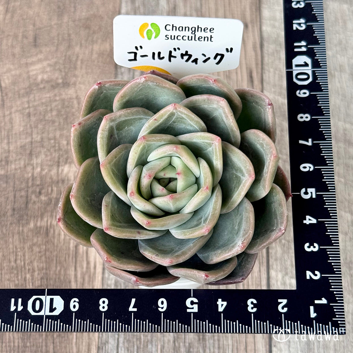 *新入荷* ゴールドウィング(チャンヒー農園苗)