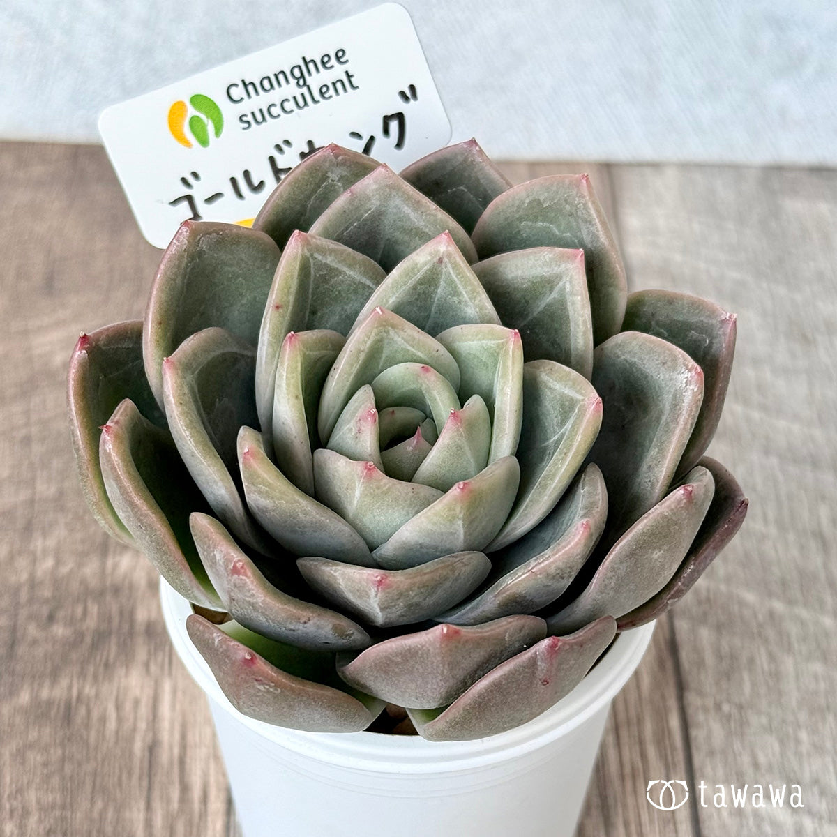 *新入荷* ゴールドウィング(チャンヒー農園苗)