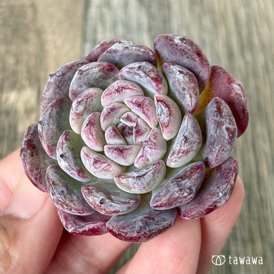 New Arrivals: Ice Green