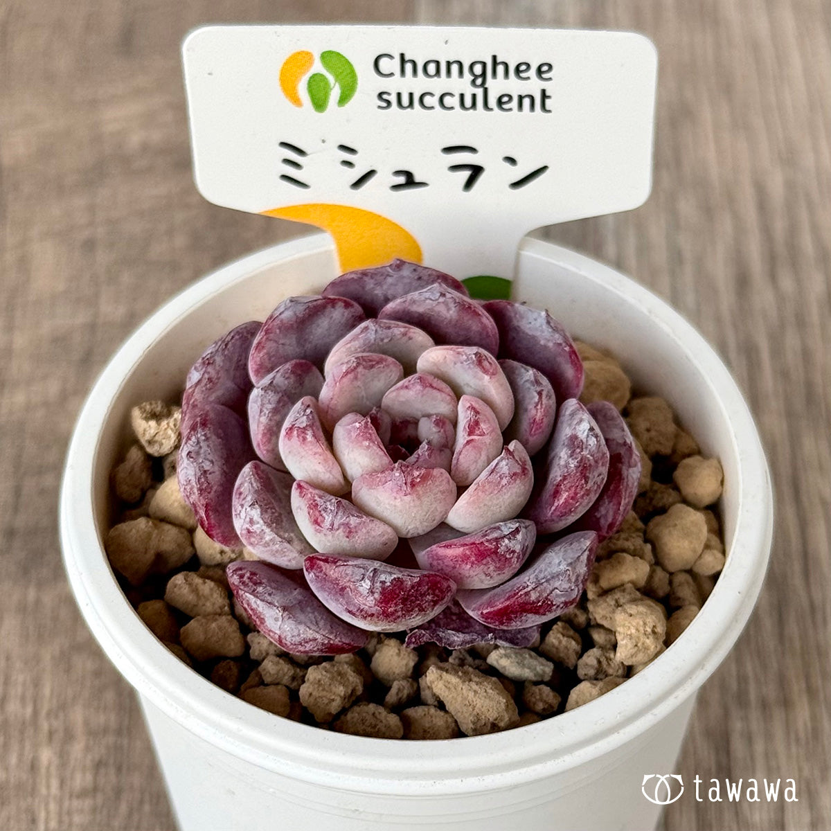 *新入荷* ミシュラン【小】(チャンヒー農園苗)