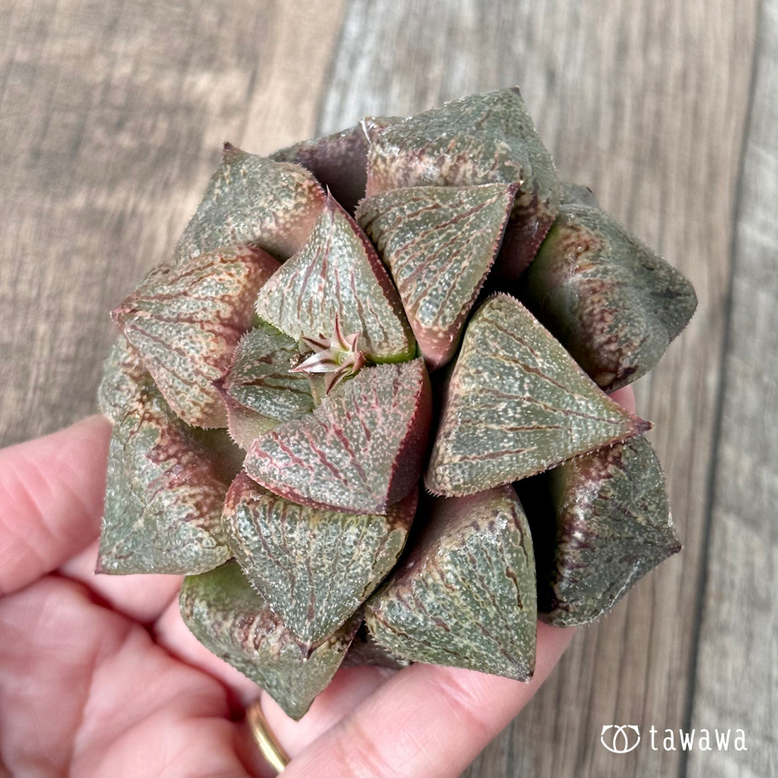 New Arrivals: Ice Green