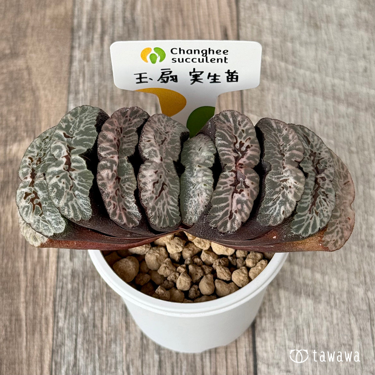 玉扇 実生苗(チャンヒー農園苗)