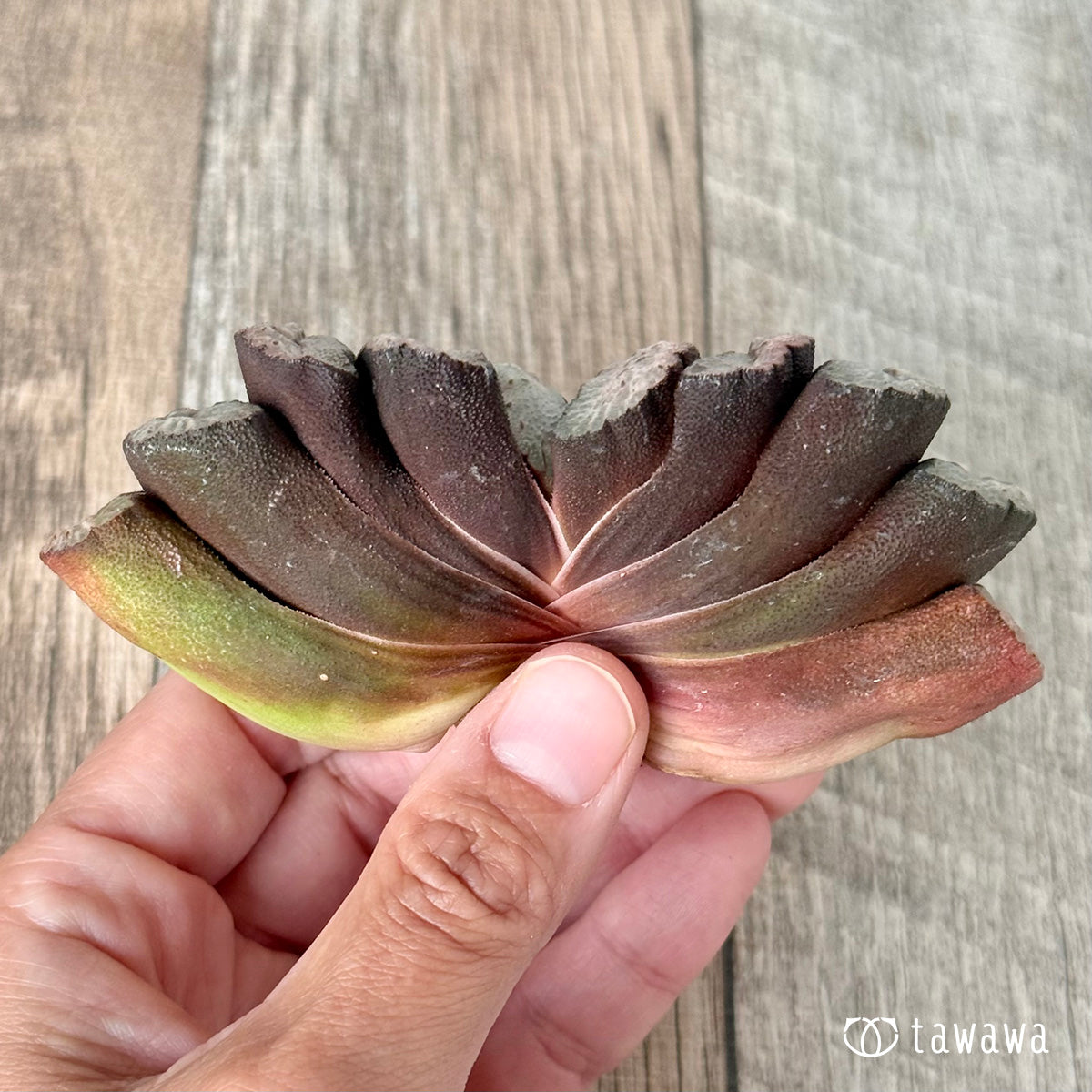 New Arrivals: Ice Green