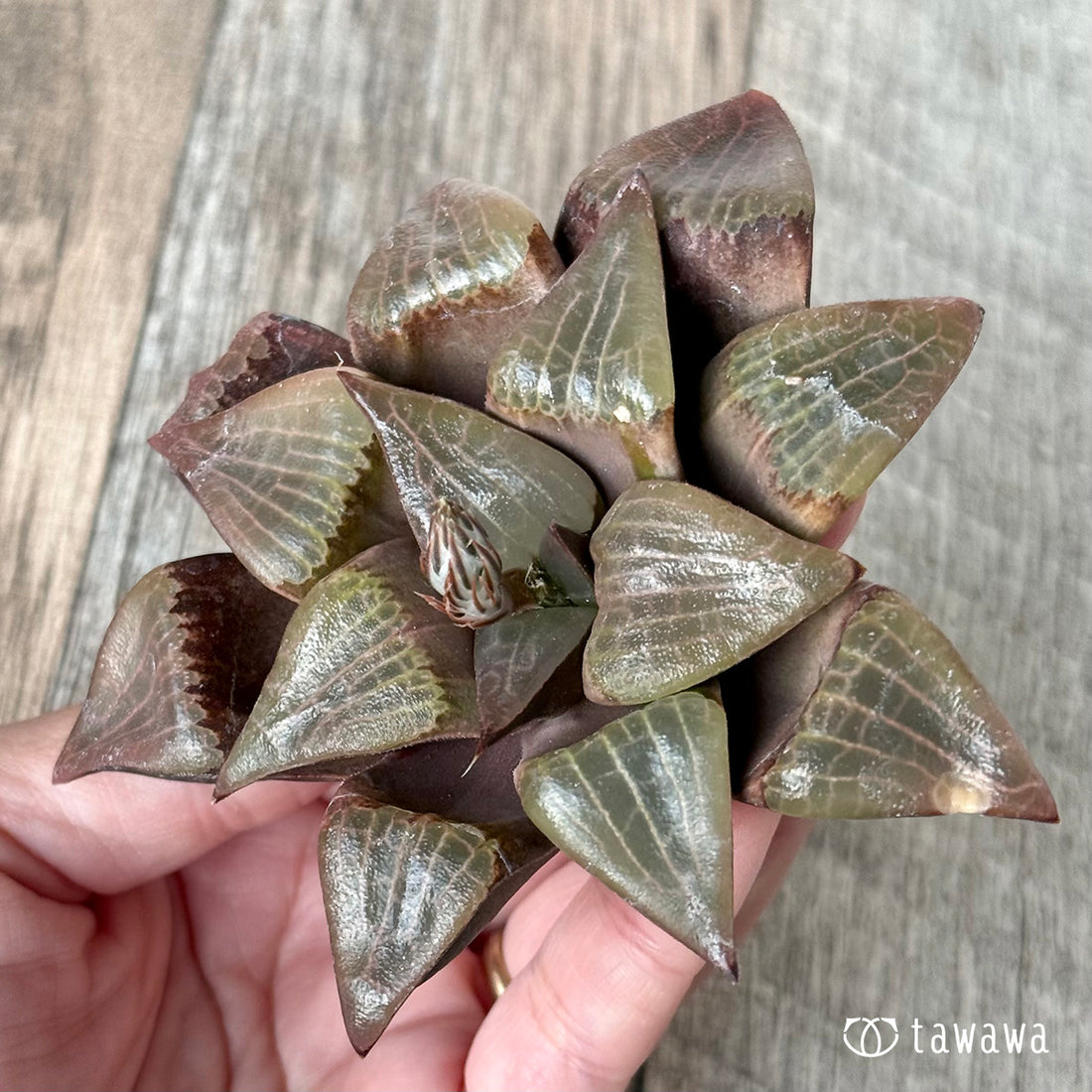 New Arrivals: Ice Green