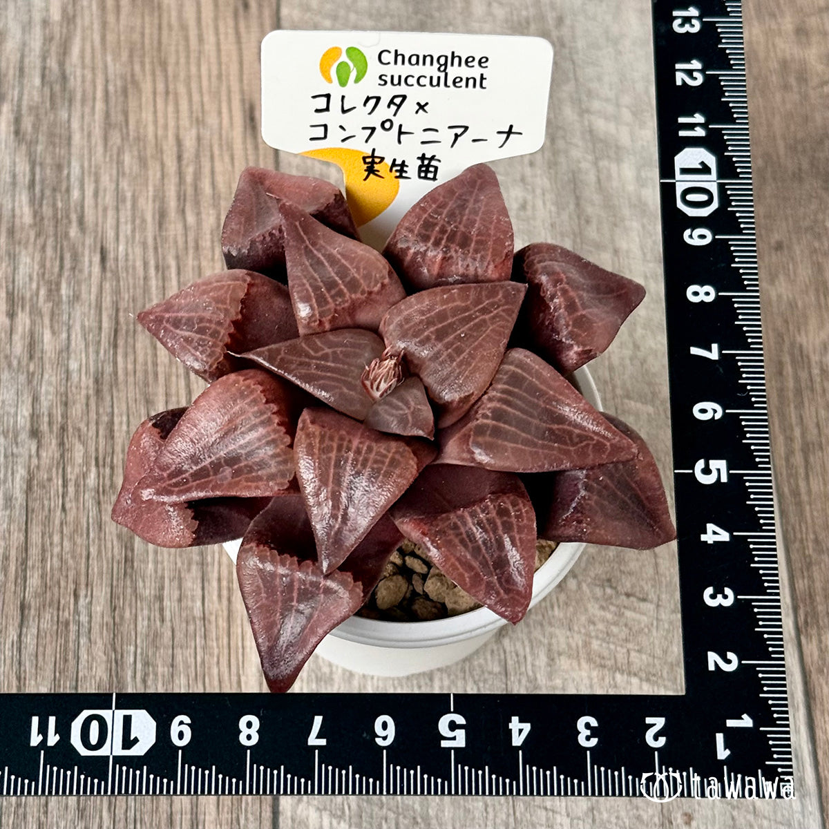 *新入荷* コレクタ×コンプトニアーナ 実生苗②(チャンヒー農園苗)