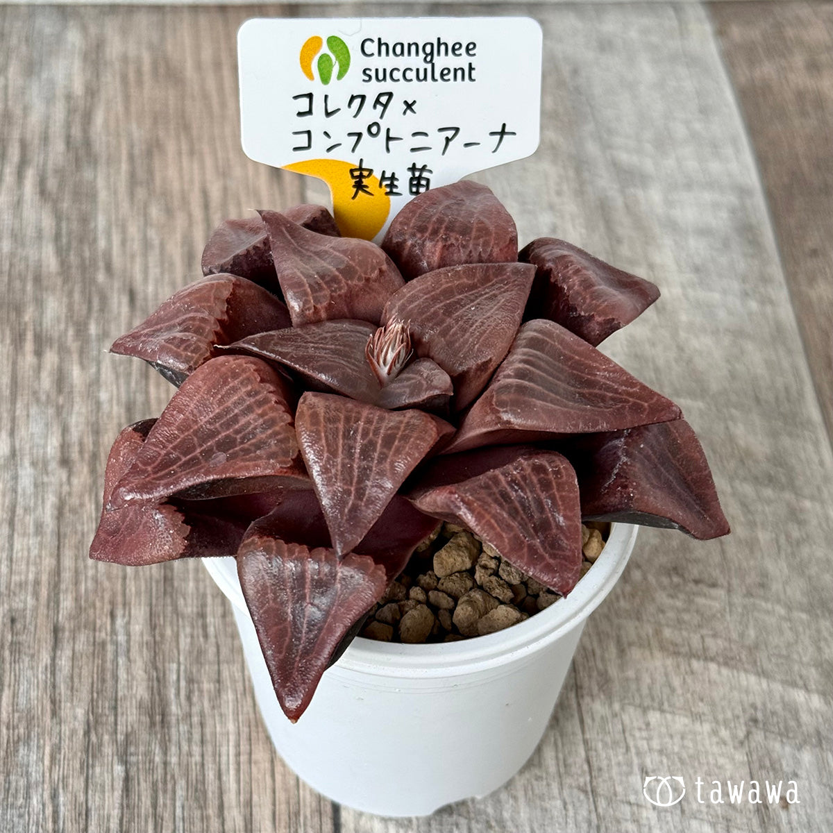 *新入荷* コレクタ×コンプトニアーナ 実生苗②(チャンヒー農園苗)