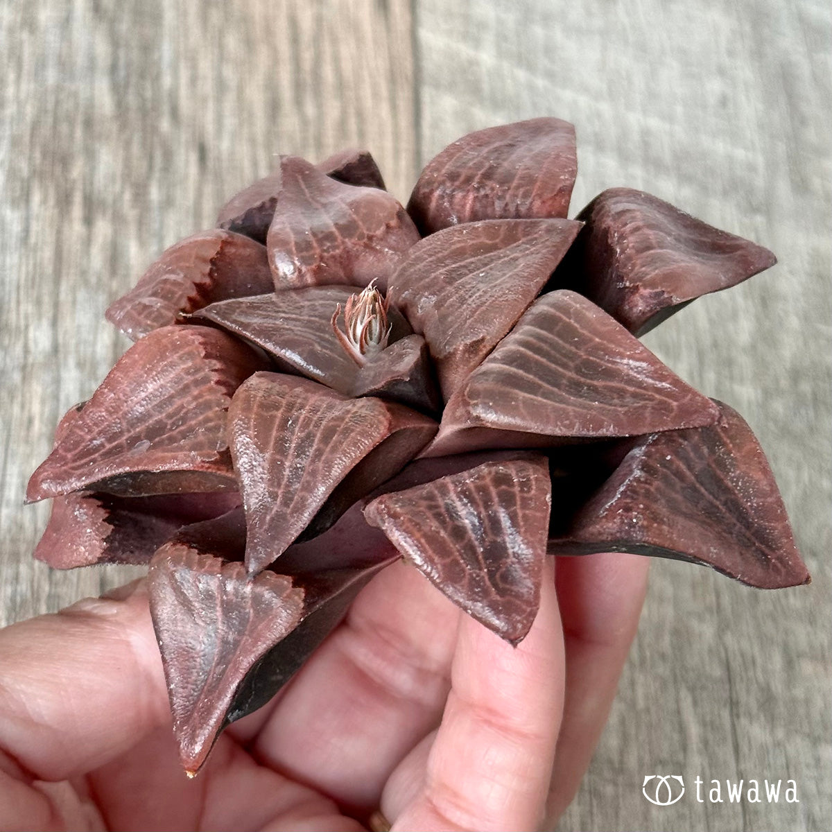 *新入荷* コレクタ×コンプトニアーナ 実生苗②(チャンヒー農園苗)