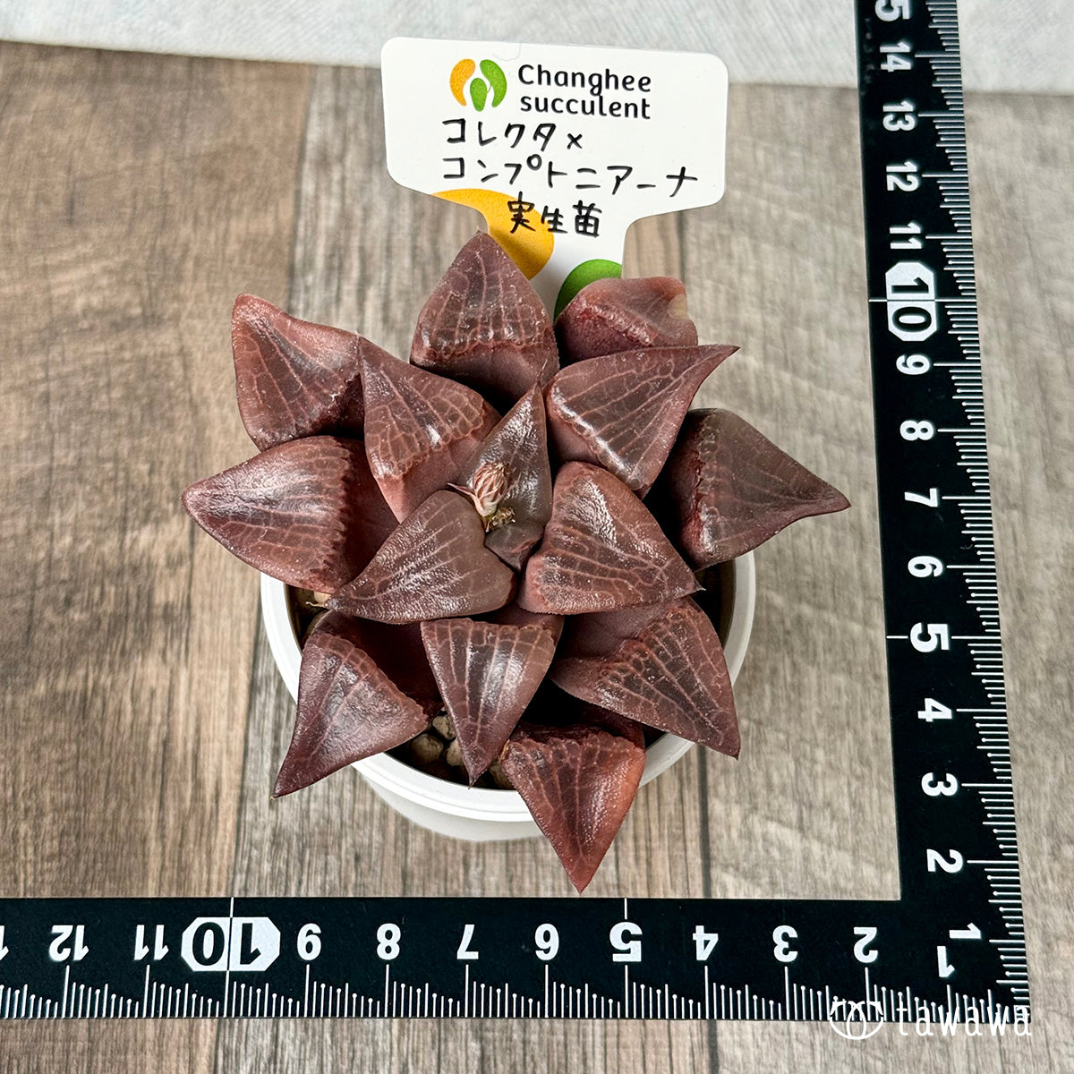 *新入荷* コレクタ×コンプトニアーナ 実生苗③(チャンヒー農園苗)