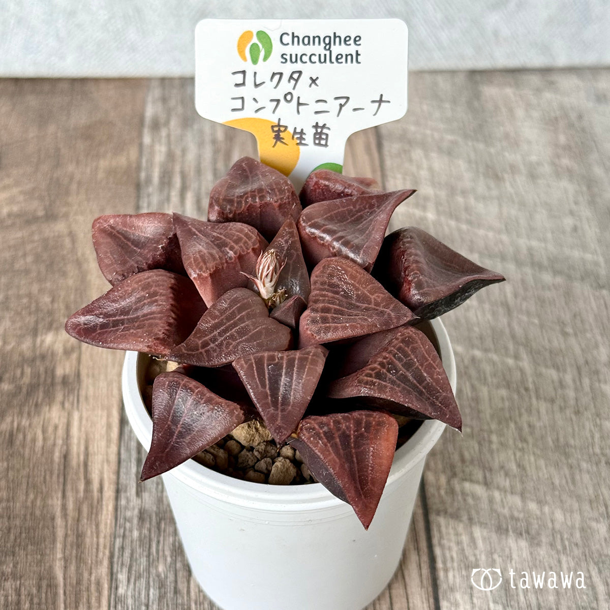 *新入荷* コレクタ×コンプトニアーナ 実生苗③(チャンヒー農園苗)