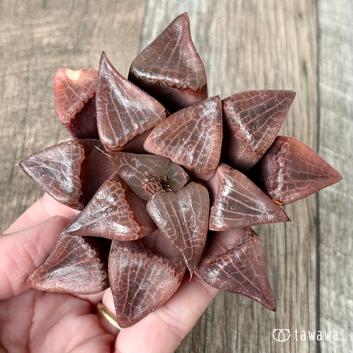 *新入荷* コレクタ×コンプトニアーナ 実生苗③(チャンヒー農園苗)