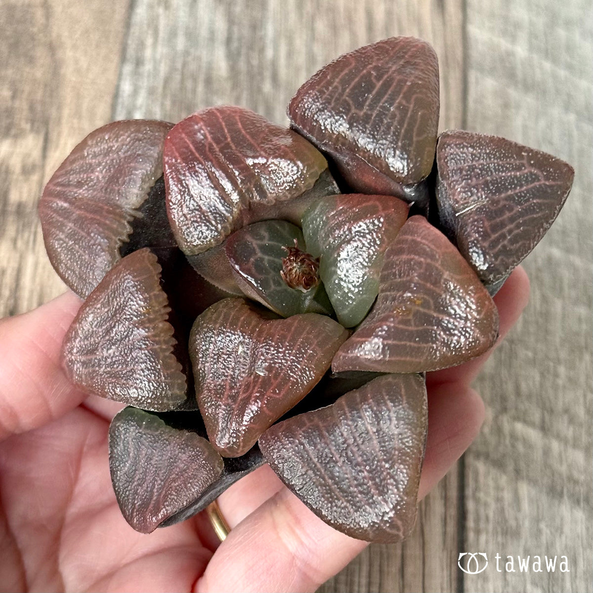 *新入荷* コレクタ 実生苗①(チャンヒー農園苗)