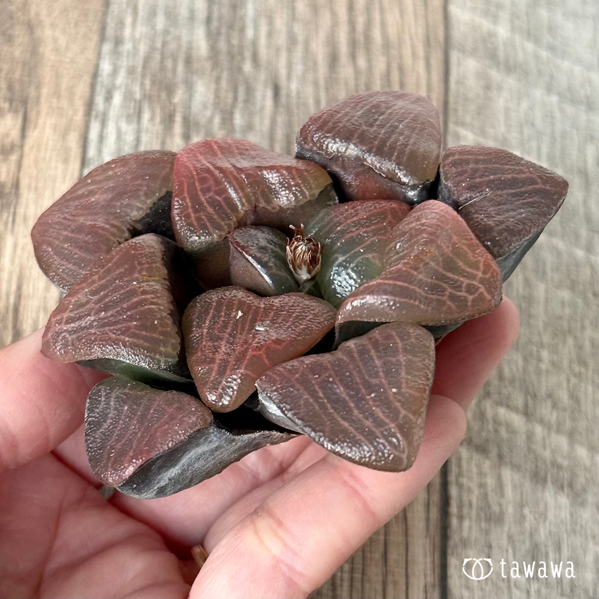 *新入荷* コレクタ 実生苗①(チャンヒー農園苗)