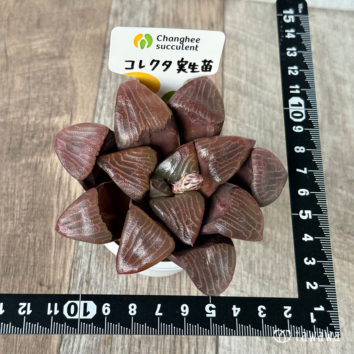 *新入荷* コレクタ 実生苗②(チャンヒー農園苗)