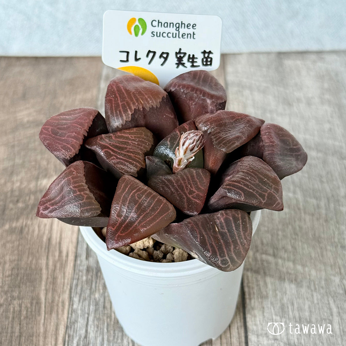 *新入荷* コレクタ 実生苗②(チャンヒー農園苗)