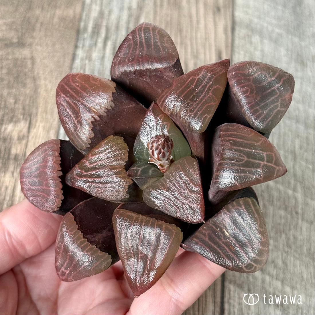 New Arrivals: Ice Green