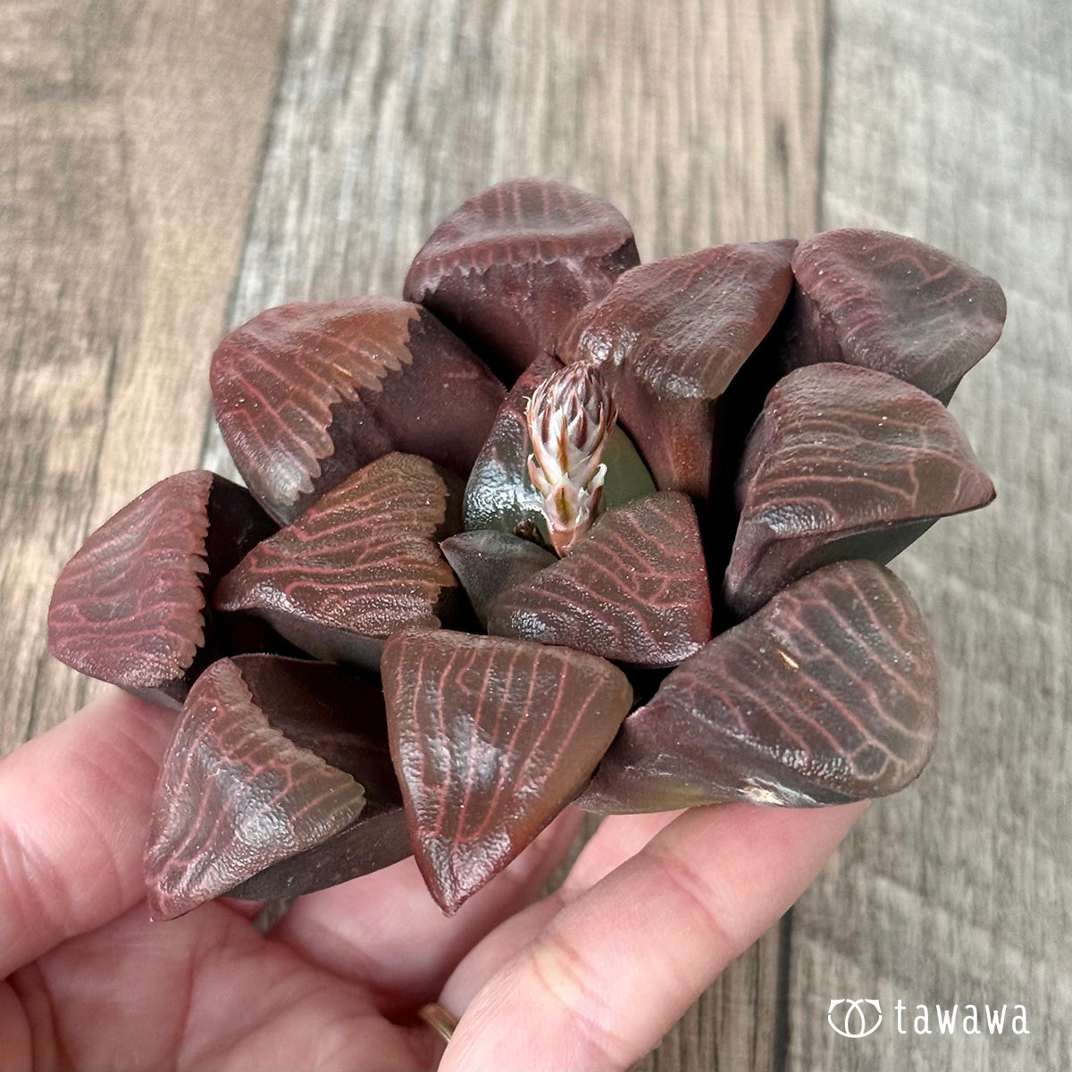 *新入荷* コレクタ 実生苗②(チャンヒー農園苗)