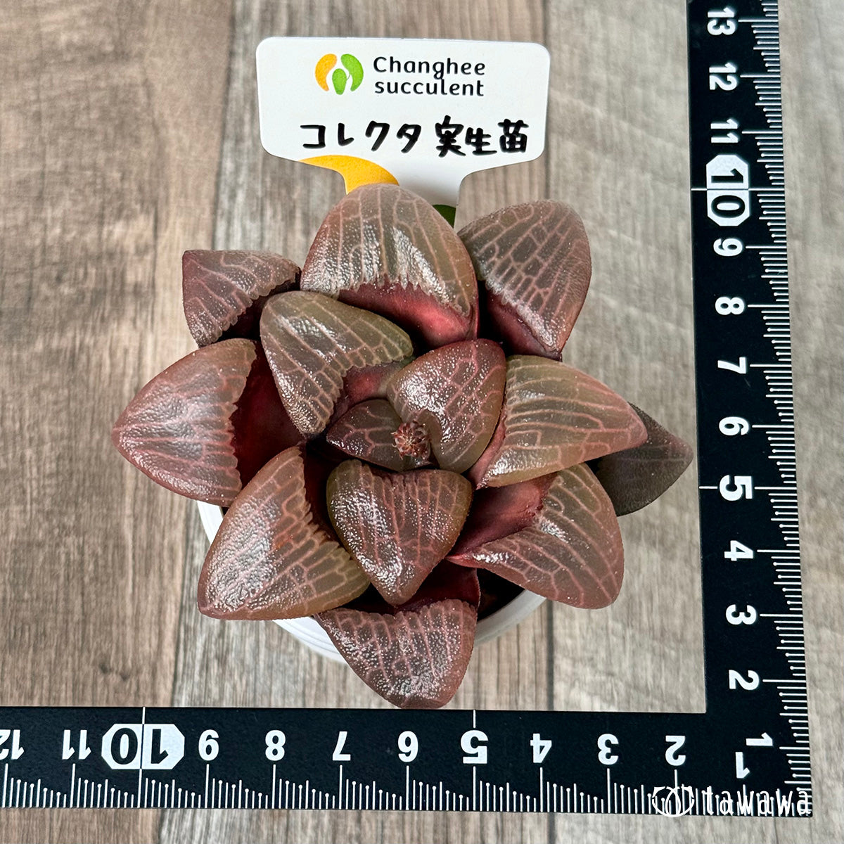 *新入荷* コレクタ 実生苗③(チャンヒー農園苗)