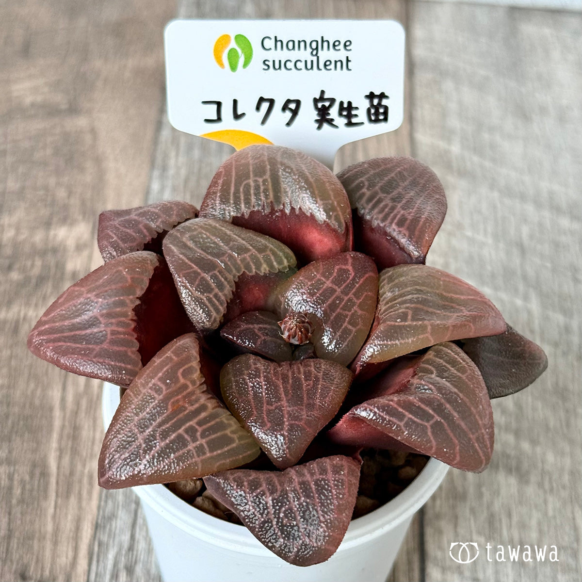 *新入荷* コレクタ 実生苗③(チャンヒー農園苗)