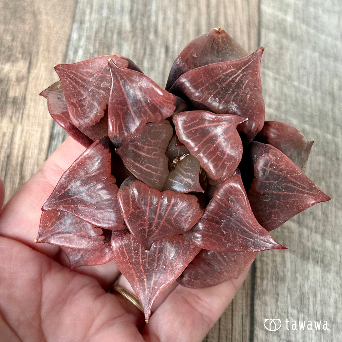 New Arrivals: Ice Green