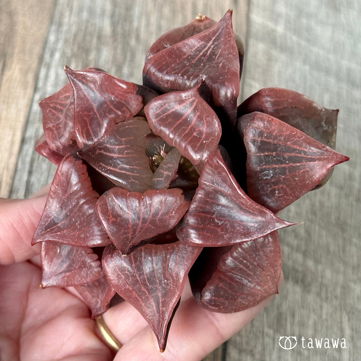 New Arrivals: Ice Green