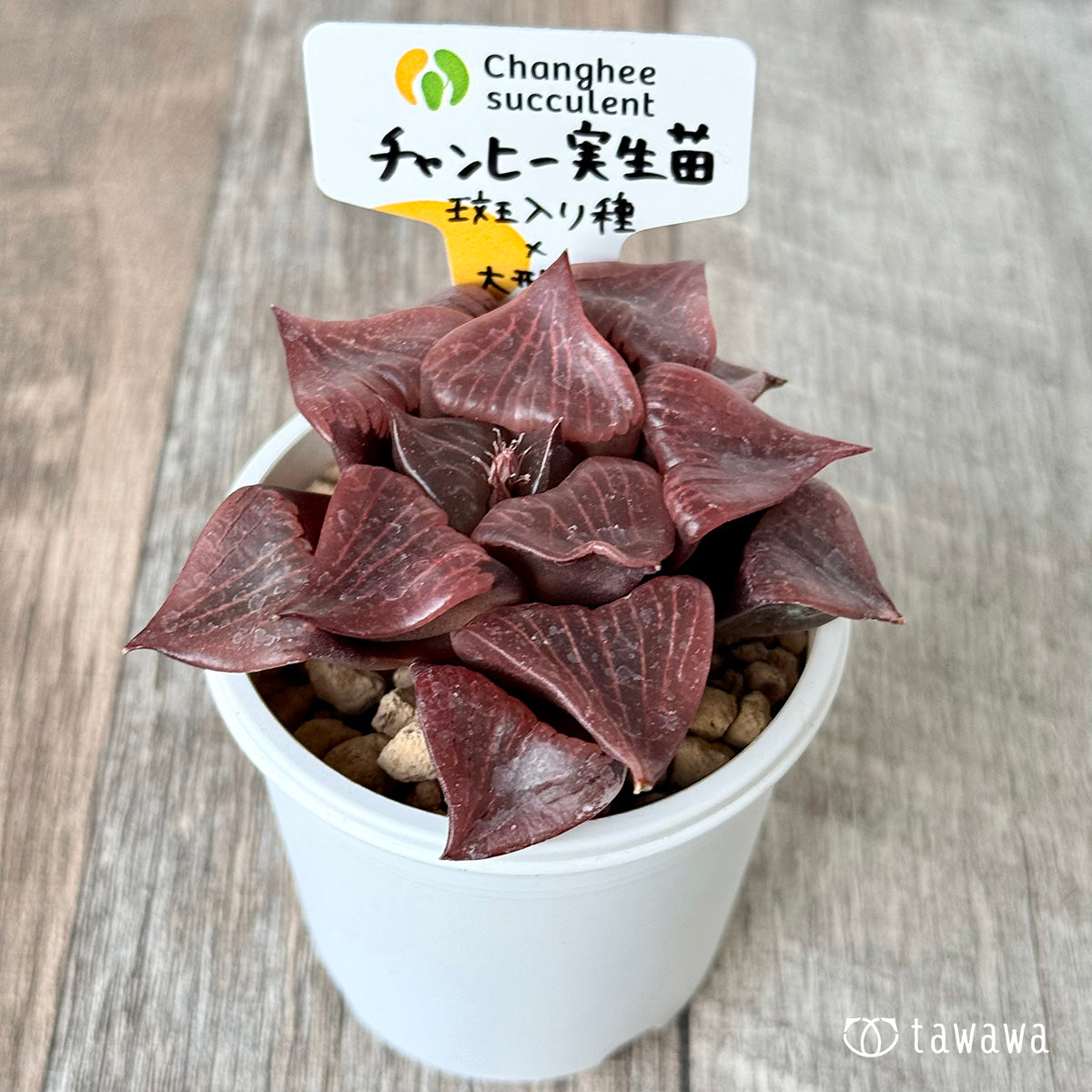 *新入荷* チャンヒー実生苗(斑入り種×大型種)②(チャンヒー農園苗)