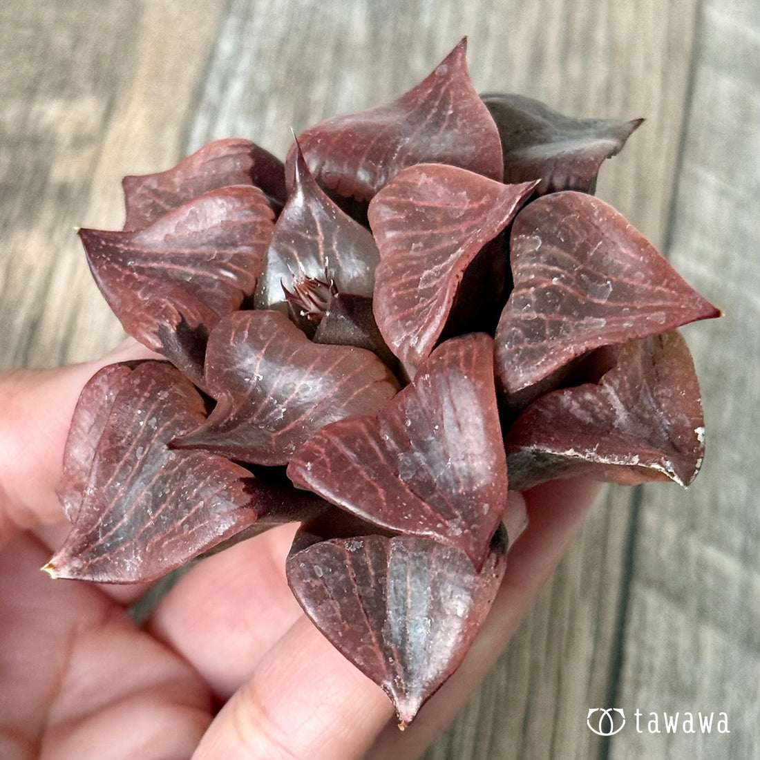 New Arrivals: Ice Green