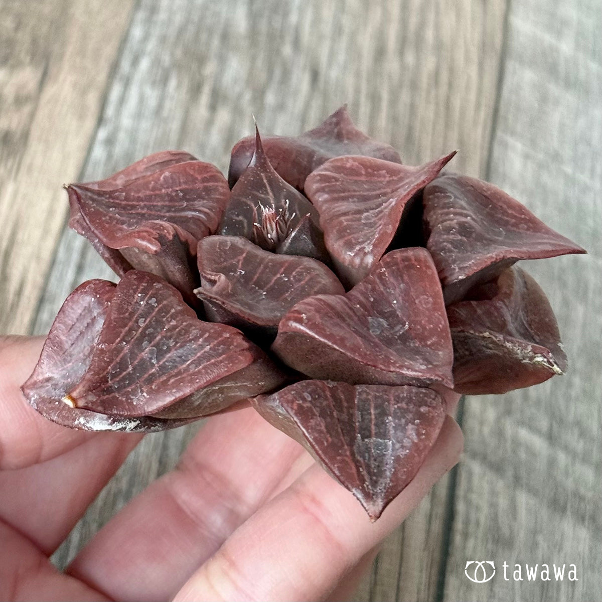 *新入荷* チャンヒー実生苗(斑入り種×大型種)②(チャンヒー農園苗)