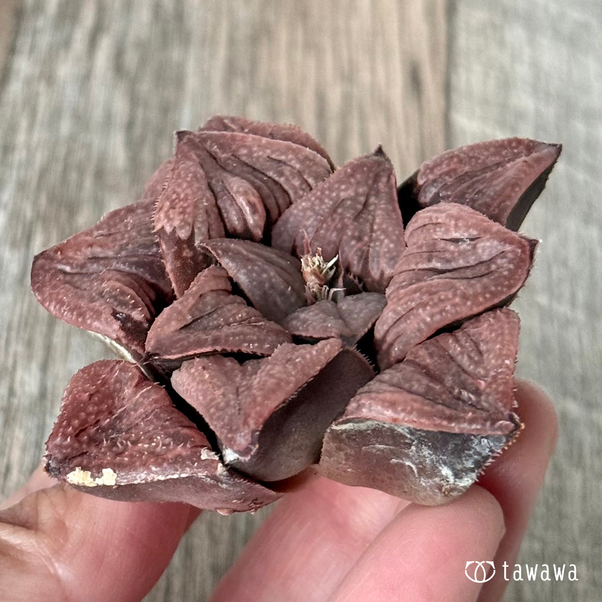 New Arrivals: Ice Green