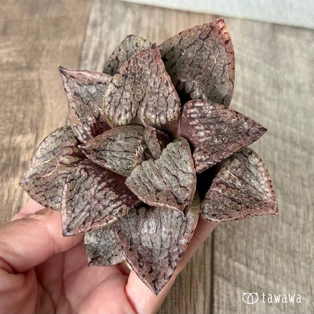 New Arrivals: Ice Green